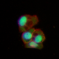 47 - Recombinant Anti-LKB1 Rabbit mAb AP96155