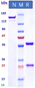 0 - Anti-Spike RBD Reference Antibody (Sotrovimab) APR10002