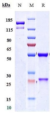 0 - Anti-Spike RBD Reference Antibody (Imdevimab) APR10003