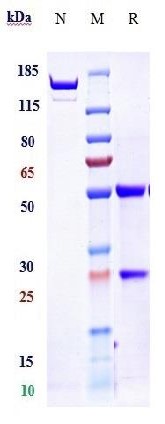 0 - Anti-Spike RBD Reference Antibody (Etesevimab) APR10004