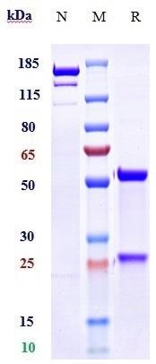 0 - Anti-Spike RBD Reference Antibody (Regdanvimab) APR10005
