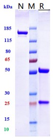 0 - Anti-Spike RBD Reference Antibody (Cilgavimab) APR10006