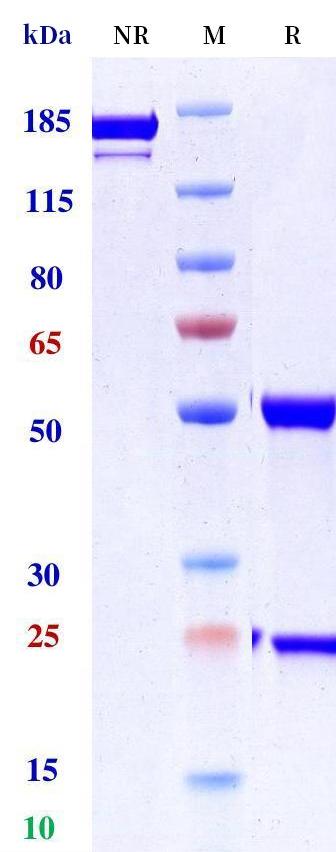 0 - Anti-Spike RBD Reference Antibody (Casirivimab) APR10007