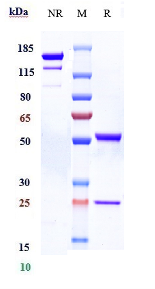 0 - Anti-ACVR2B Reference Antibody (bimagrumab) APR10008