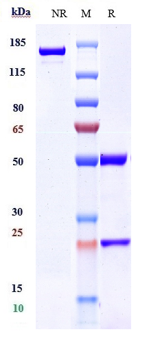 0 - Anti-Amyloid Beta Reference Antibody (gantenerumab) APR10009