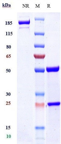 0 - Anti-Amyloid Beta Reference Antibody (lecanemab) APR10010