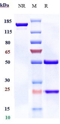 0 - Anti-B7-H2 / ICOSL / CD275 Reference Antibody (prezalumab) APR10011