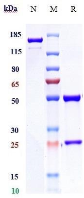 0 - Anti-CD20 / MS4A1 Reference Antibody (obinutuzumab) APR10012