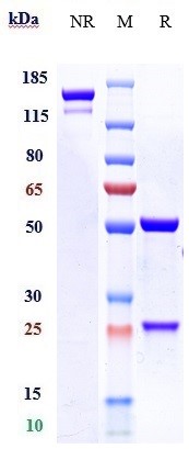 0 - Anti-CALCRL / CGRPR Reference Antibody (erenumab) APR10013