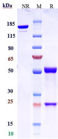 0 - Anti-CLDN6 Reference Antibody (AB3-7) APR10014