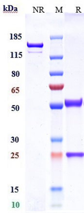 0 - Anti-CLDN6 Reference Antibody (DS-9606a) APR10015