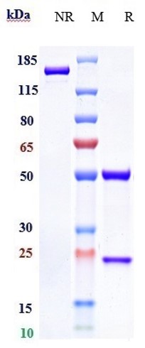0 - Anti-HGFR / c-Met Reference Antibody (emibetuzumab) APR10016
