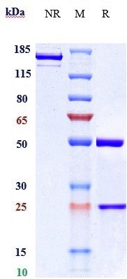 0 - Anti-CCN2 / CTGF Reference Antibody (pamrevlumab) APR10017
