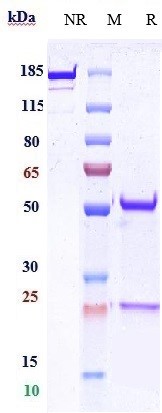 0 - Anti-CDH1 / E-cadherin / CD324 Reference Antibody (Stem Centrx patent anti-Cadherin-1) APR10020