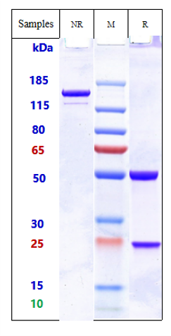 0 - Anti-ADAM9 Reference Antibody (Imgc936) APR10021