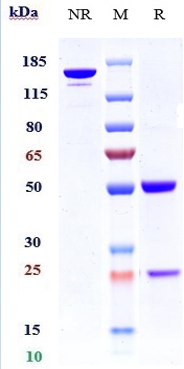0 - Anti-CDH6 / K-Cadherin Reference Antibody (HKT288) APR10022