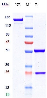 0 - Anti-TNFRSF10B / TRAILR2 / CD262 Reference Antibody (conatumumab) APR10023