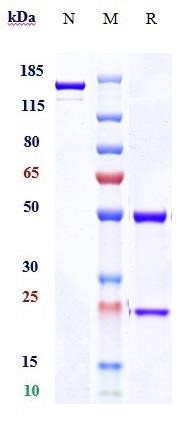 0 - Anti-TNFRSF5 / CD40 Reference Anticody (Teneliximab) APR10024