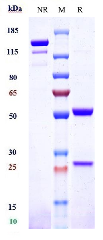 0 - Anti-TNFRSF10B / TRAILR2 / CD262 Reference Antibody (drozitumab) APR10025