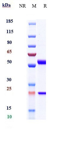 0 - Anti-PTPRC / CD45 Reference Antibody (Novartis patent anti-CD45) APR10026
