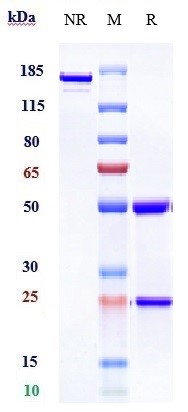 0 - Anti-TNFRSF5 / CD40 Reference Antibody (dacetuzumab) APR10027