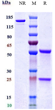 0 - Anti-TNFRSF5 / CD40 Reference Antibody (bleselumab) APR10028