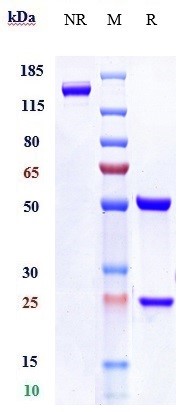 0 - Anti-LAG3 / CD223 Reference Antibody (relatlimab) APR10029