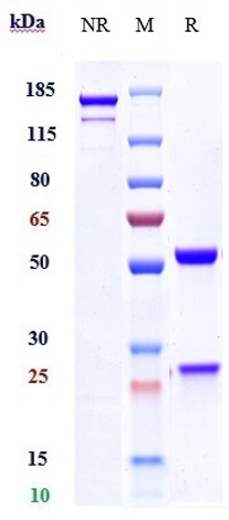 0 - Anti-IL-23 Reference Antibody (guselkumab) APR10030
