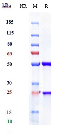 0 - Anti-IL-23a Reference Antibody (risankizumab) APR10031