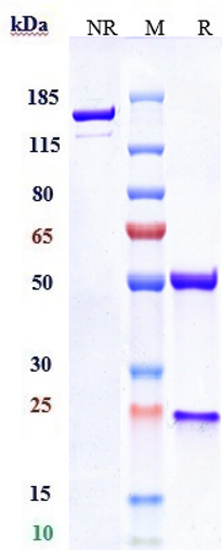 0 - Anti-CD19 Reference Antibody (denintuzumab-MMAF) APR10032