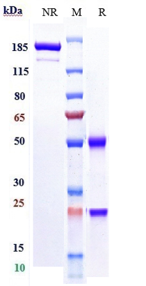 0 - Anti-ERBB1 / EGFR / HER1 Reference Antibody (necitumumab) APR10033