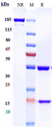 0 - Anti-ERBB1 / EGFR / HER1 Reference Antibody (laprituximab) APR10037