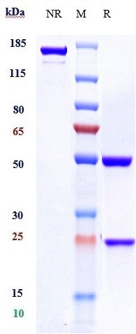 0 - Anti-CD20 / MS4A1 Reference Antibody (rituximab) APR10038