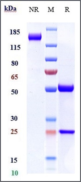 0 - Anti-DLL4 Reference Antibody (navicixizumab) APR10040