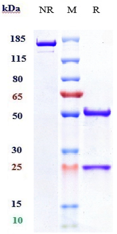 0 - Anti-ANGPT2 Reference Antibody (nesvacumab) APR10041