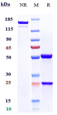 0 - Anti-B7-H3 / CD276 Reference Antibody (enoblituzumab) APR10042