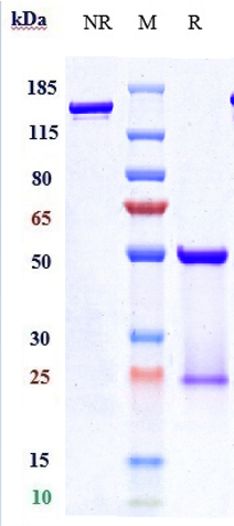 0 - Anti-ERBB2 / HER2 / CD340 Reference Antibody (pertuzumab) APR10046