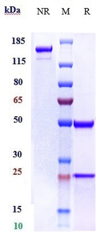 0 - Anti-ERBB3/ HER3 Reference Antibody (patritumab deruxtecan) APR10048
