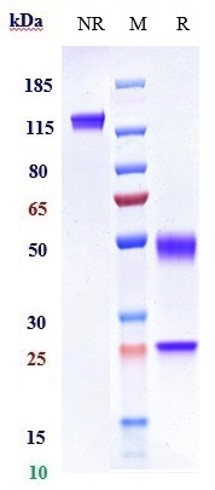 0 - Anti-HGF / SF Reference Antibody (rilotumumab) APR10049