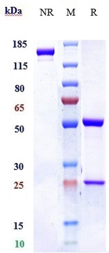 0 - Anti-IL-5 Reference Antibody (mepolizumab) APR10050