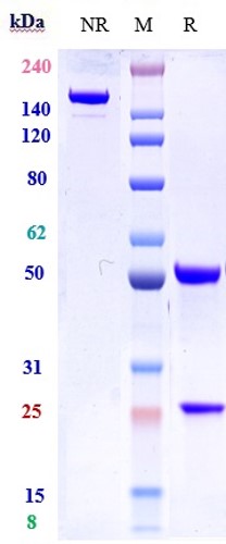 0 - Anti-IL-7Ra / CD127 Reference Antibody (lusvertikimab) APR10051