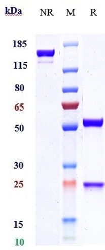 0 - Anti-IL-33 Reference Antibody (etokimab) APR10052