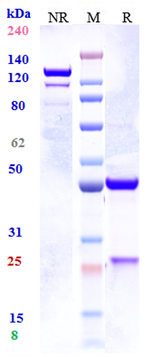 0 - Anti-IL-33 Reference Antibody (tozorakimab) APR10053