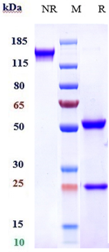 0 - Anti-FAP Reference Antibody (sibrotuzumab) APR10054