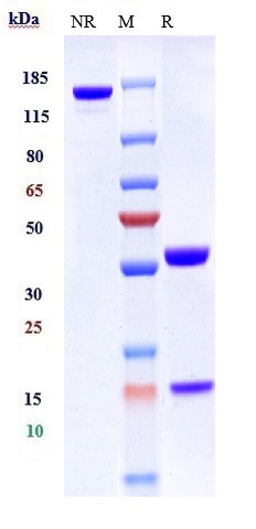 0 - Anti-MUC1 Reference Antibody (gatipotuzumab) APR10056