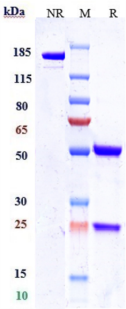 0 - Anti-Nectin-4 Reference Antibody (enfortumab vedotin-ejfv) APR10057