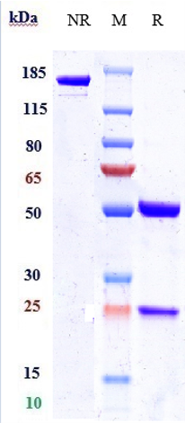 0 - Anti-Nectin-4 Reference Antibody (enfortumab) APR10058