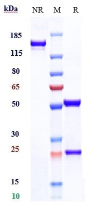 0 - Anti-TIGIT Reference Antibody (tiragolumab) APR10059