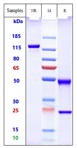 0 - Anti-ALP Reference Antibody (Seagen Patent Anti-Alpp) APR10060