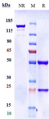 0 - Anti-Amyloid Beta Reference Antibody (donanemab) APR10061